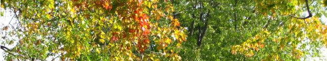 fall season lawn care
