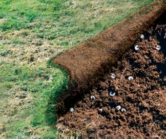 problem with lawn grubs